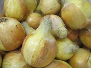 近畿大学農学部産玉ねぎ