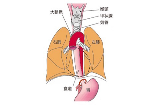 位置 臓器 人体の構造図＜胸部・腹部の内蔵＞