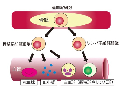 率 大人 生存 急性 白血病 リンパ 性