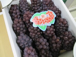 平群町産ぶどう